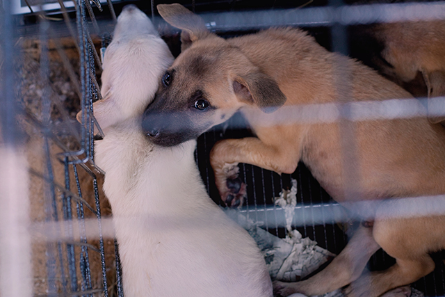 Pups saved from chest-deep waters, (c) Kinship Circle