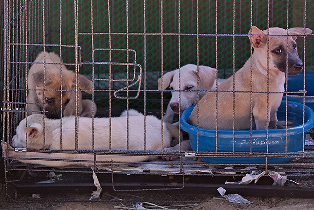 Pups from one of many flooded temples, (c) Kinship Circle