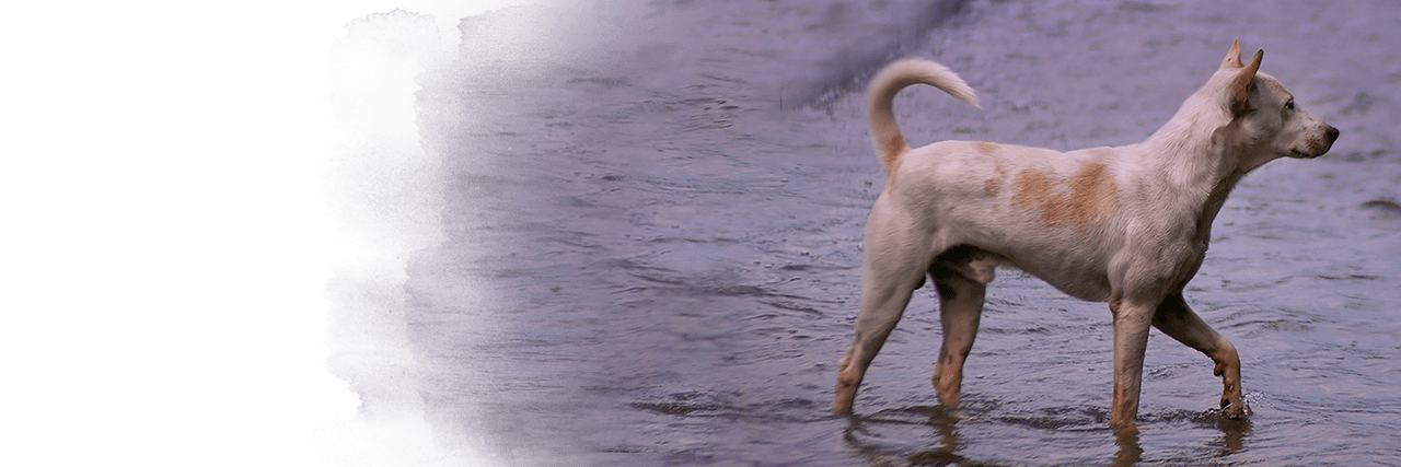 Dogs are stranded at flooded temples, Kinship Circle