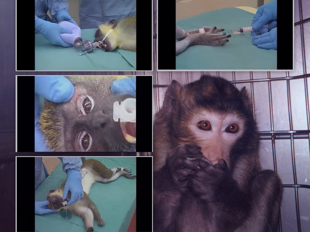 Army to end monkey torture in nerve gas experiments. Kinship Circle